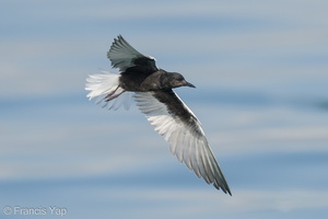 White-winged Tern-210425-108MSDCF-FRY07001-W.jpg