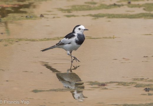 White Wagtail