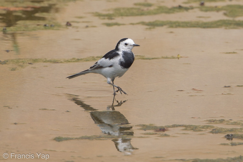 White_Wagtail-120121-107EOS1D-FYAP4586-W.jpg