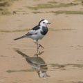 White_Wagtail-120121-107EOS1D-FYAP4586-W.jpg