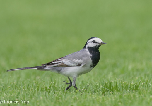 White Wagtail - display this album White Wagtail