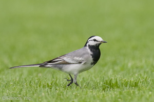 White Wagtail-210321-105MSDCF-FRY07829-W.jpg