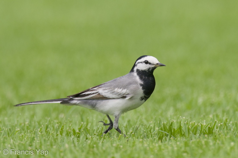 White_Wagtail-210321-105MSDCF-FRY07829-W.jpg