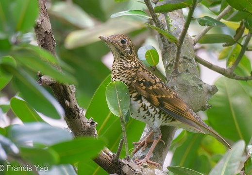 White's Thrush