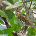 Whites_Thrush-231123-211MSDCF-FYP00681-W.jpg