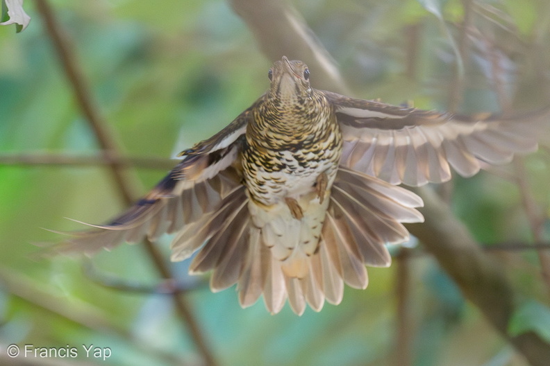 Whites_Thrush-231123-211MSDCF-FYP01007-W.jpg