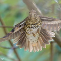 Whites_Thrush-231123-211MSDCF-FYP01007-W.jpg