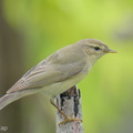 Willow_Warbler-251202-139FRYAP-FYA06077-W.jpg