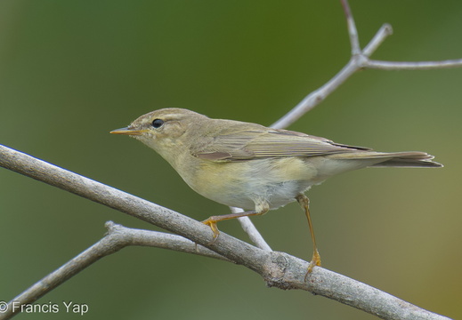 Willow Warbler