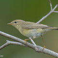 Willow_Warbler-251202-139FRYAP-FYA06558-W.jpg