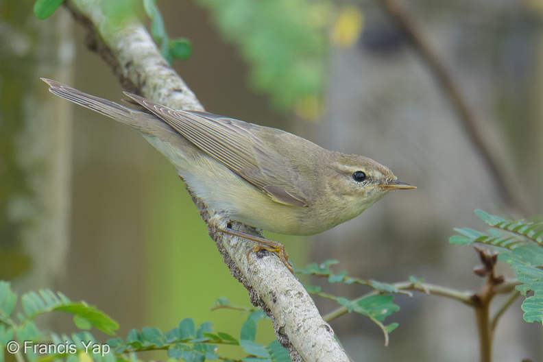 Willow_Warbler-251202-139FRYAP-FYA06699-W.jpg