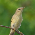 Willow_Warbler-251204-140FRYAP-FYA01486-W.jpg