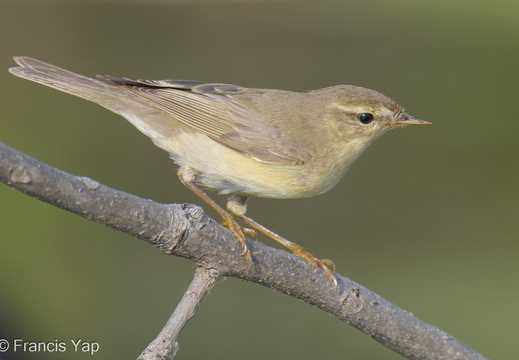 Willow Warbler