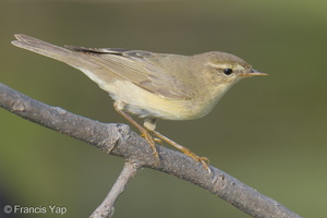 Willow Warbler-251204-140FRYAP-FYA02242-W.jpg