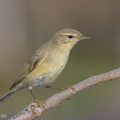 Willow_Warbler-251204-140FRYAP-FYA03371-W.jpg