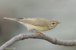 Willow Warbler-251204-140FRYAP-FYA09879-W.jpg