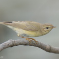Willow_Warbler-251204-140FRYAP-FYA09879-W.jpg
