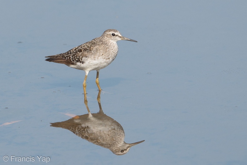 Wood_Sandpiper-180825-110ND500-FYP_6646-W.jpg