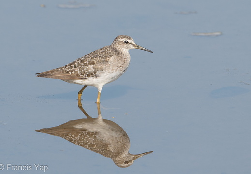 Wood Sandpiper