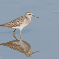 Wood_Sandpiper-180825-110ND500-FYP_6817-W.jpg