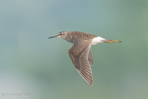 Wood Sandpiper-200829-116MSDCF-FYP07356-W.jpg