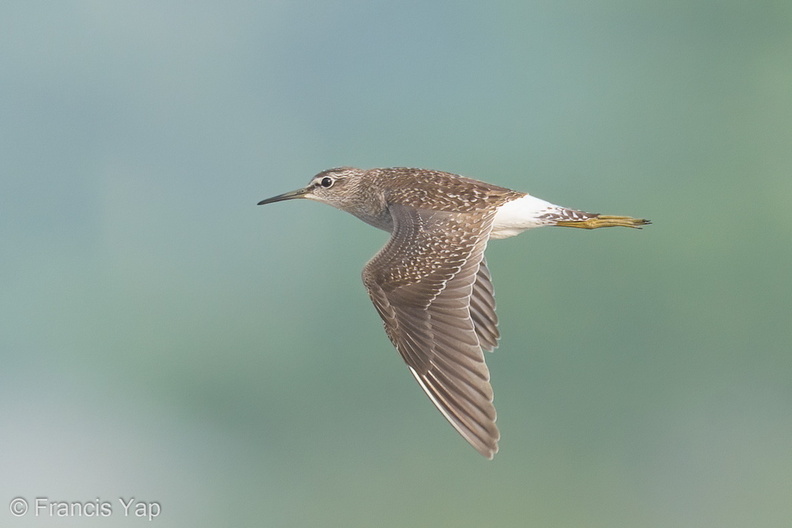 Wood_Sandpiper-200829-116MSDCF-FYP07356-W.jpg