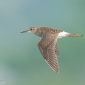 Wood_Sandpiper-200829-116MSDCF-FYP07356-W.jpg