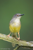 Yellow-bellied Prinia-120725-100EOS1D-FY1X0432-W.jpg