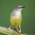 Yellow-bellied_Prinia-120725-100EOS1D-FY1X0432-W.jpg