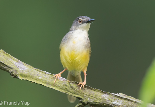 Yellow-bellied Prinia