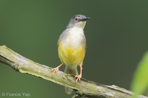 Yellow-bellied Prinia-120725-100EOS1D-FY1X0441-W.jpg