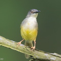 Yellow-bellied_Prinia-120725-100EOS1D-FY1X0441-W.jpg