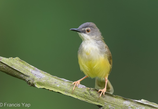 Singapore / Birds / Yellow-bellied Prinia - display this album Yellow-bellied Prinia