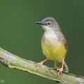 Yellow-bellied_Prinia-120725-100EOS1D-FY1X0443-W.jpg