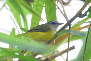 Yellow-bellied Warbler-260924-208FRYAP-FYA05711-W.jpg