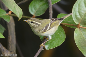 Yellow-browed Warbler-171230-107ND500-FYP_1474-W.jpg