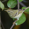 Yellow-browed_Warbler-171230-107ND500-FYP_1474-W.jpg
