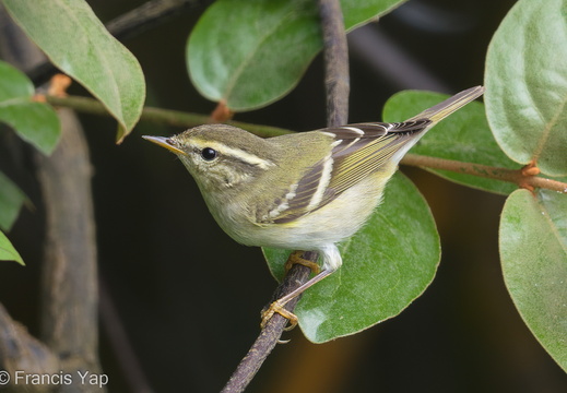 Yellow-browed Warbler