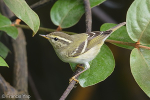 Yellow-browed Warbler-171230-107ND500-FYP_1475-W.jpg