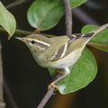 Yellow-browed_Warbler-171230-107ND500-FYP_1475-W.jpg