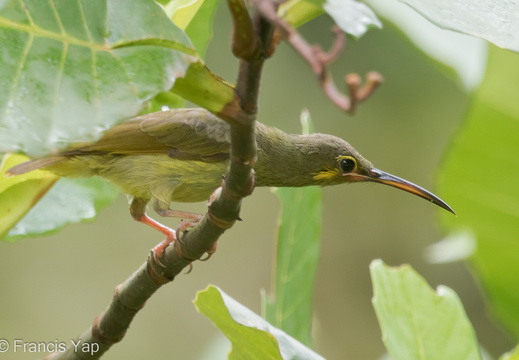 Yellow-eared Spiderhunter