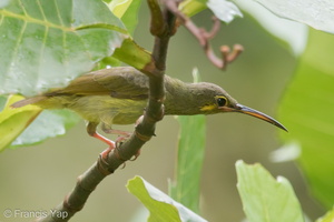 Yellow-eared Spiderhunter-141120-100EOS7D-FY7D5339-W.jpg