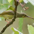 Yellow-eared_Spiderhunter-141120-100EOS7D-FY7D5339-W.jpg