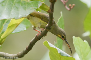 Yellow-eared Spiderhunter-141120-100EOS7D-FY7D5352-W.jpg