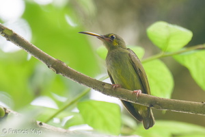 Yellow-eared Spiderhunter-241116-252MSDCF-FYP00984-W.jpg