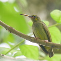 Yellow-eared_Spiderhunter-241116-252MSDCF-FYP00984-W.jpg