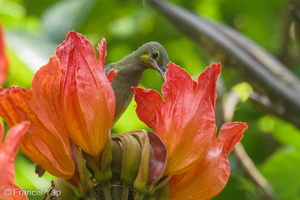 Yellow-eared Spiderhunter-241208-253MSDCF-FYP02361-W.jpg