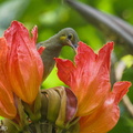 Yellow-eared_Spiderhunter-241208-253MSDCF-FYP02361-W.jpg