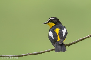 Yellow-rumped Flycatcher-121012-102EOS1D-FY1X5434-W.jpg