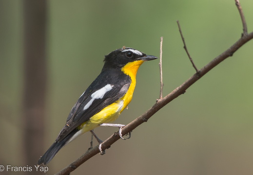 Yellow-rumped Flycatcher